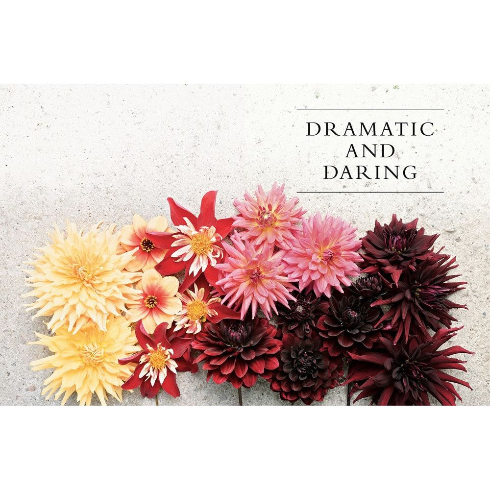 Dahlias; Beautiful Varieties For Home & Garden