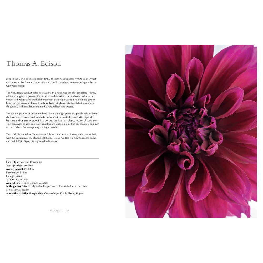 Dahlias; Beautiful Varieties For Home & Garden