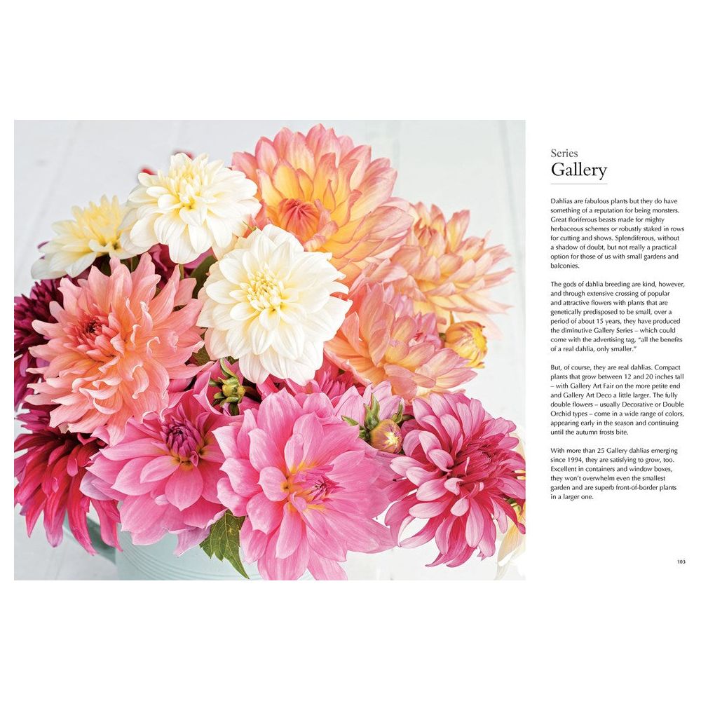 Dahlias; Beautiful Varieties For Home & Garden